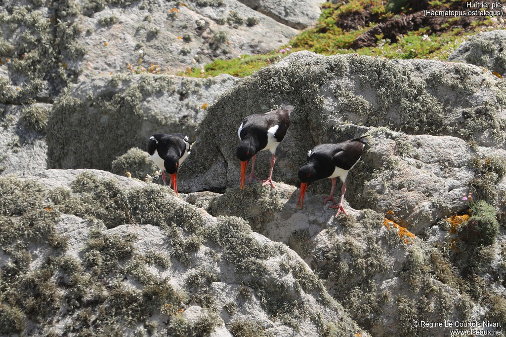 Eurasian Oystercatcher