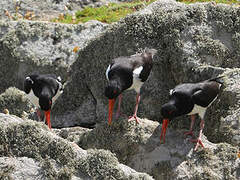 Eurasian Oystercatcher