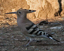 Eurasian Hoopoe