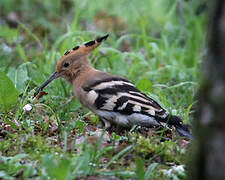 Eurasian Hoopoe