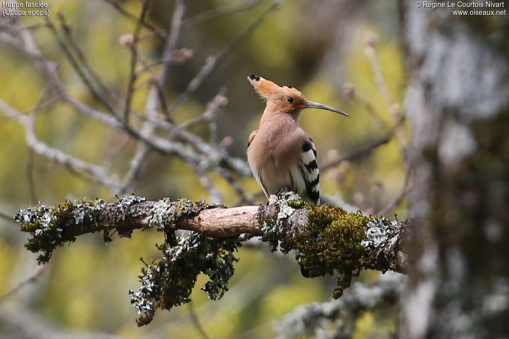 Eurasian Hoopoe