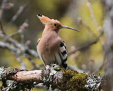 Eurasian Hoopoe