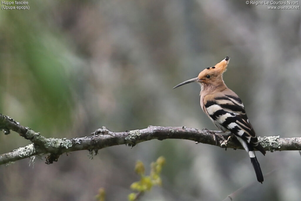 Eurasian Hoopoe