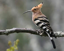 Eurasian Hoopoe