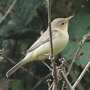 Melodious Warbler