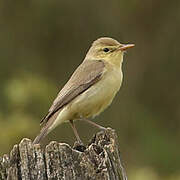 Melodious Warbler