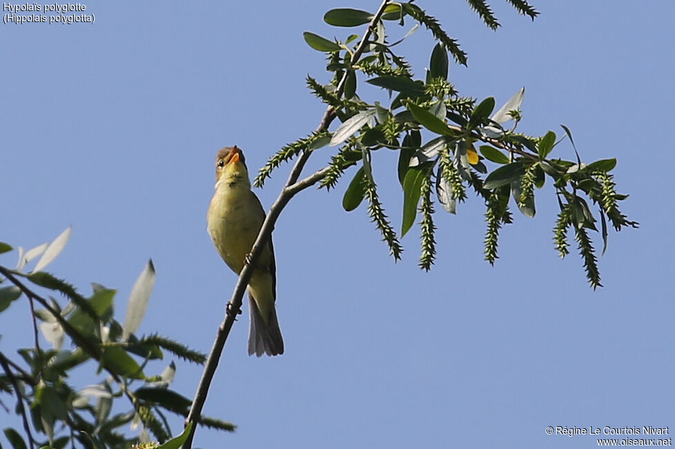 Melodious Warbler