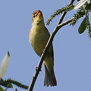 Melodious Warbler