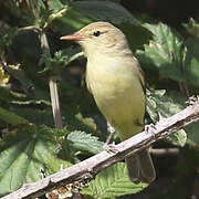 Melodious Warbler