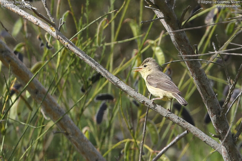 Melodious Warbler