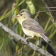 Melodious Warbler