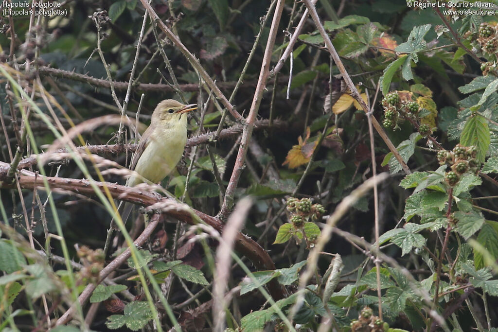 Melodious Warbler