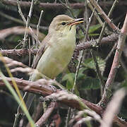 Melodious Warbler