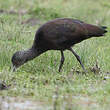 Ibis à face blanche
