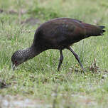 Ibis à face blanche