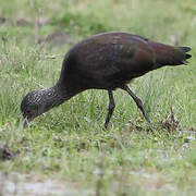 Ibis à face blanche