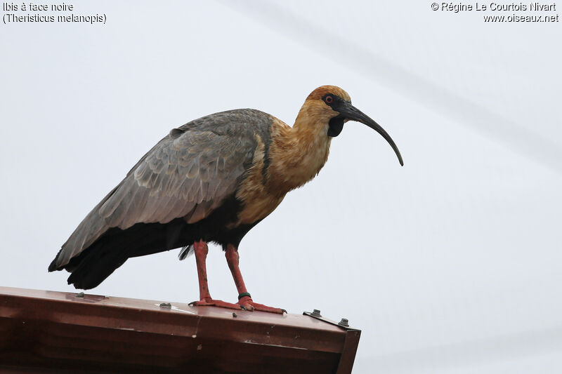 Ibis à face noire