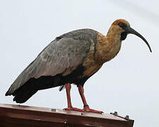 Ibis à face noire