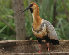 Black-faced Ibis