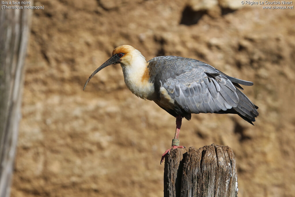 Black-faced Ibis