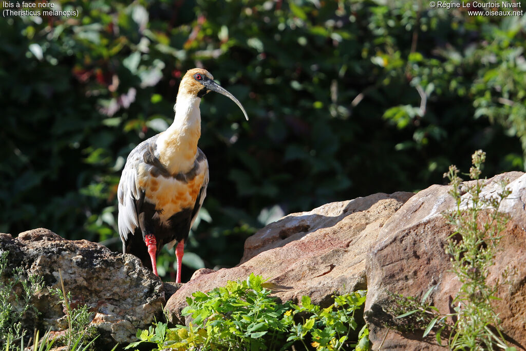 Black-faced Ibis