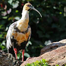 Ibis à face noire