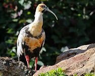 Ibis à face noire