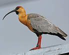 Ibis à face noire