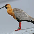 Ibis à face noire