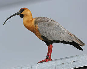 Ibis à face noire