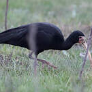 Ibis à face nue