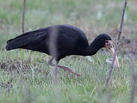 Ibis à face nue