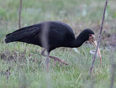 Ibis à face nue