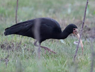 Ibis à face nue