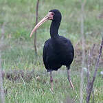 Ibis à face nue