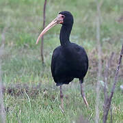 Ibis à face nue