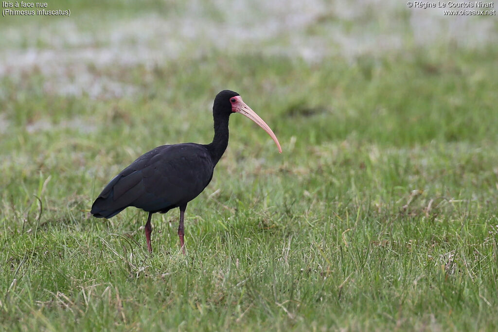 Ibis à face nue, identification