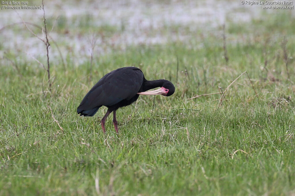 Ibis à face nue, soins