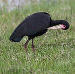 Ibis à face nue