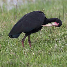 Ibis à face nue