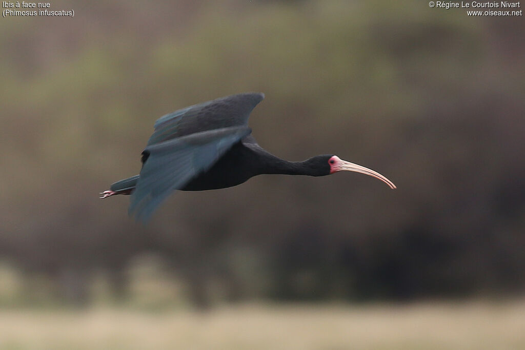Ibis à face nue, Vol