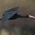 Ibis à face nue