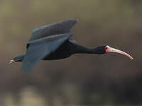Ibis à face nue