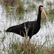 Ibis à face nue
