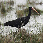 Ibis à face nue