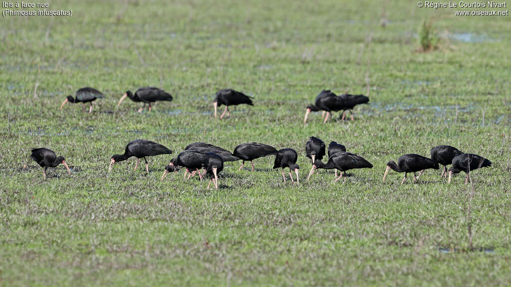 Ibis à face nue