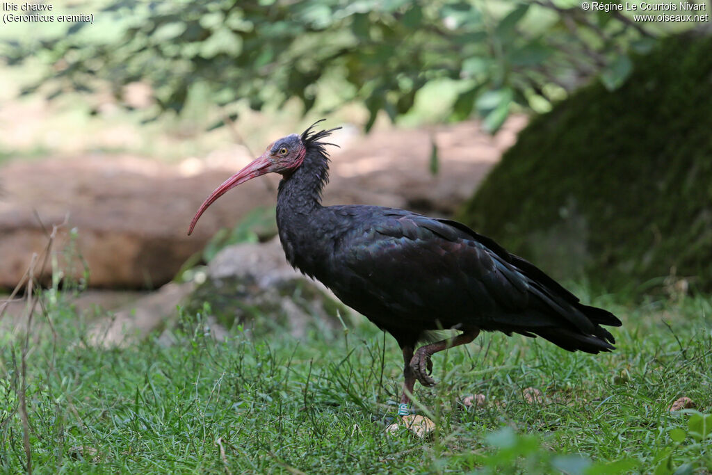 Ibis chauve