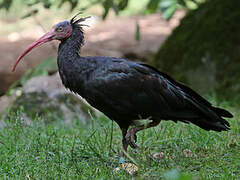 Northern Bald Ibis