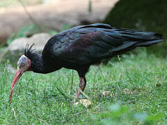 Northern Bald Ibis