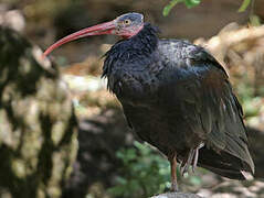 Northern Bald Ibis